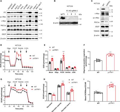 F-ATP synthase inhibitory factor 1 regulates metabolic reprogramming involving its interaction with c-Myc and PGC1α